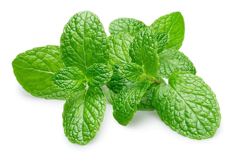 Menta