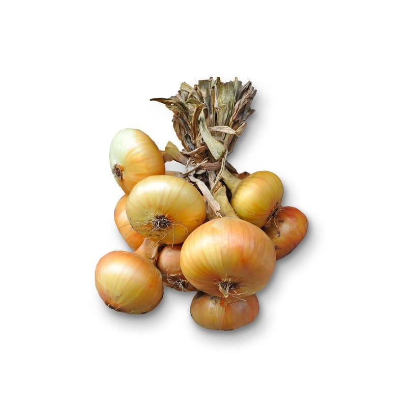 Yellow Onion bunch