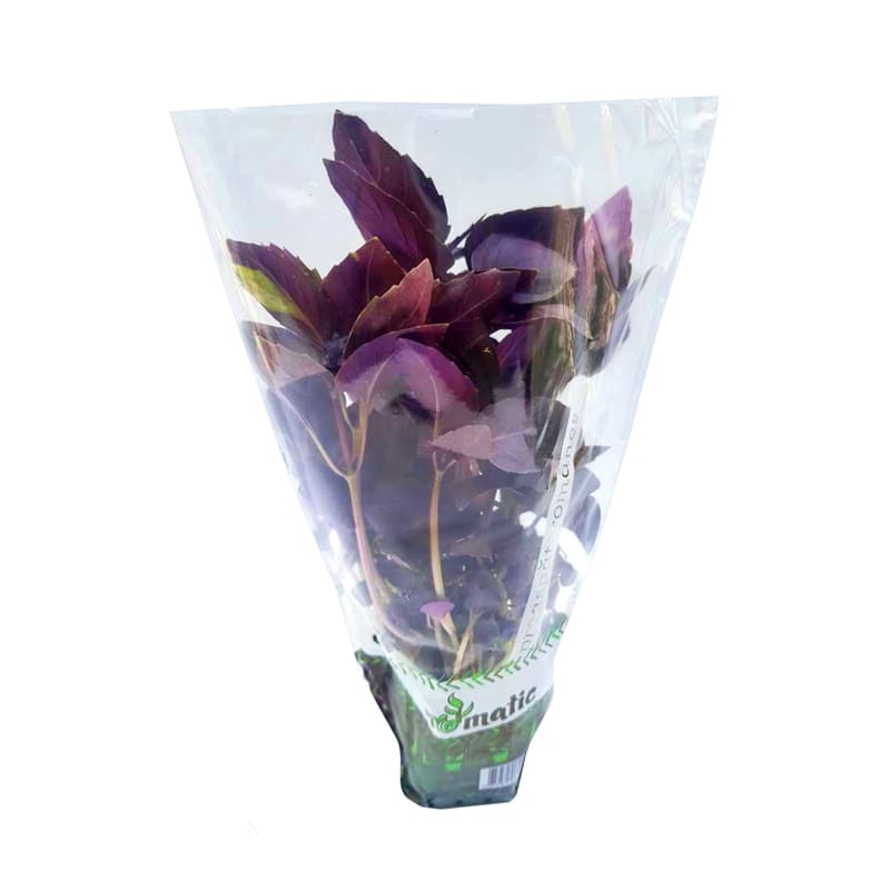 Red Basil in Biodegradable pot