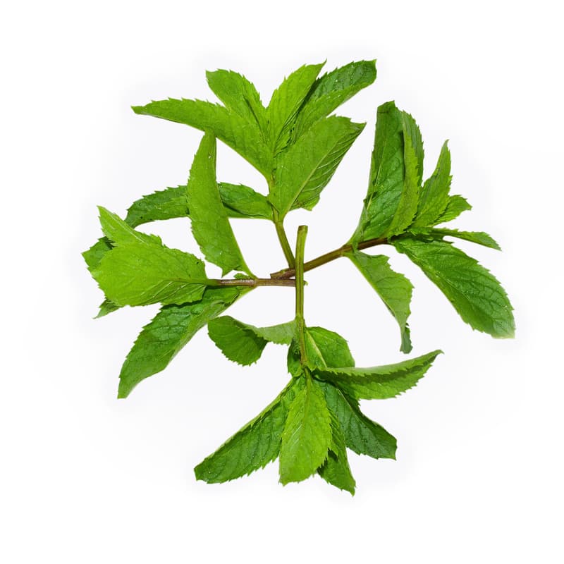 Nasul Rosu ECO Menta Indiana