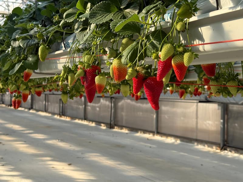 Capsune romanesti soi Marisol