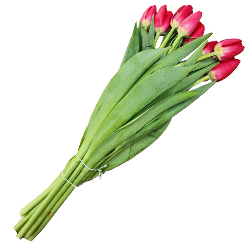 Floris Buchet lalele rosii 10 fire