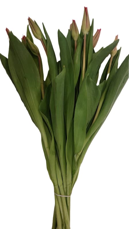 Floris Buchet lalele rosii 10 fire