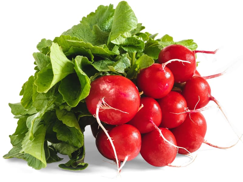 Romanian red radishes bunch