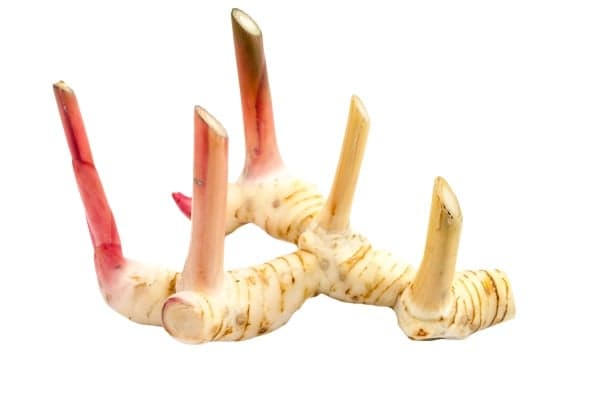 Galangal
