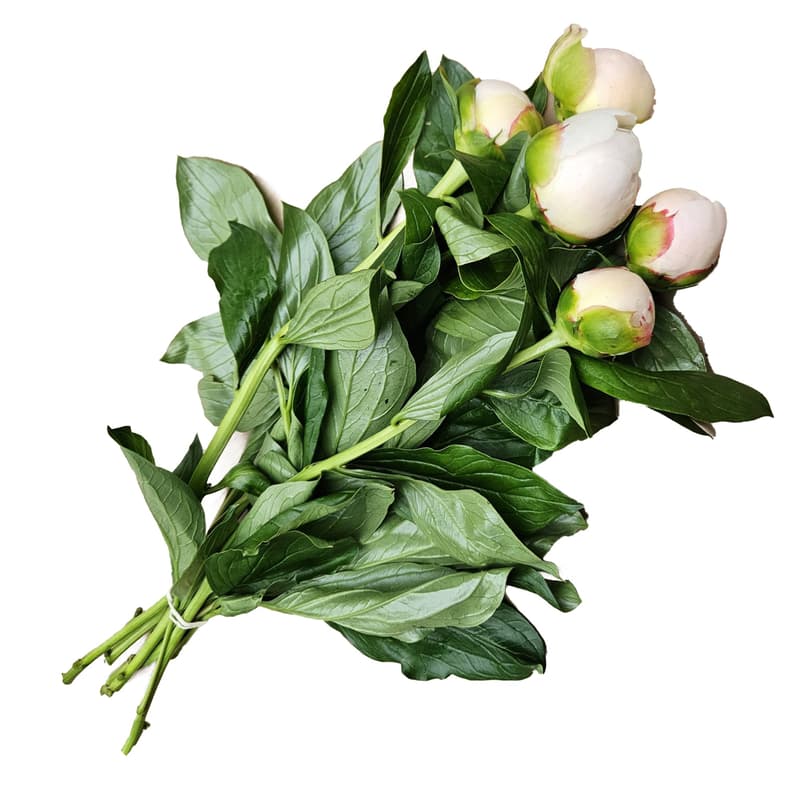 Floris White Peonies 5 stems
