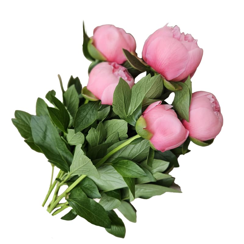 Floris Rose Peonies 5 stems