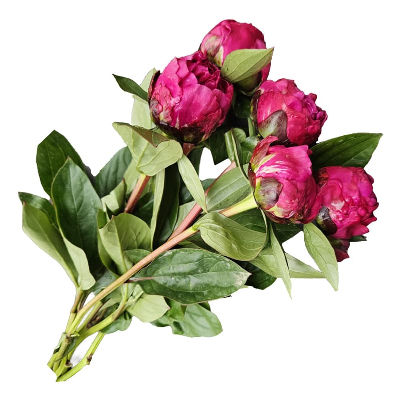 Floris Buchet de bujori siclam 5 fire