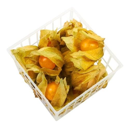 Physalis caserola