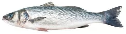 MY FISH Biban de mare proaspat eviscerat certificat Global GAP