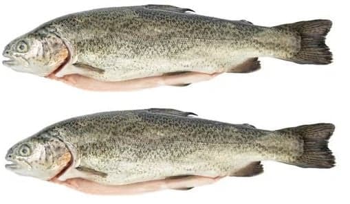 RAINBOW TROUT GOUTTED