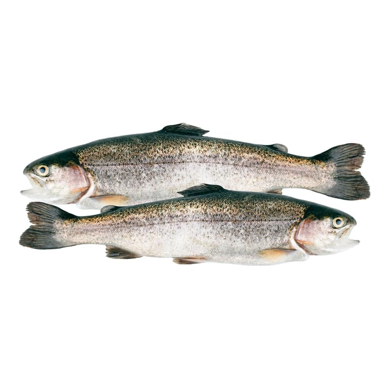 RAINBOW TROUT GOUTTED