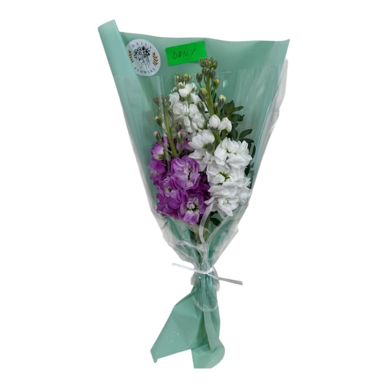 Bouchet Sezamo Daily