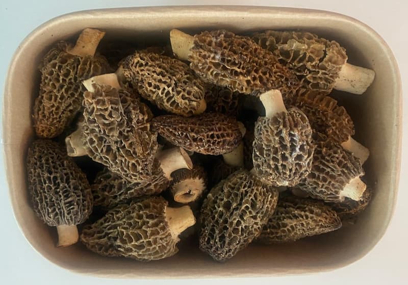 Ciuperci Morels (Zbarciogi)