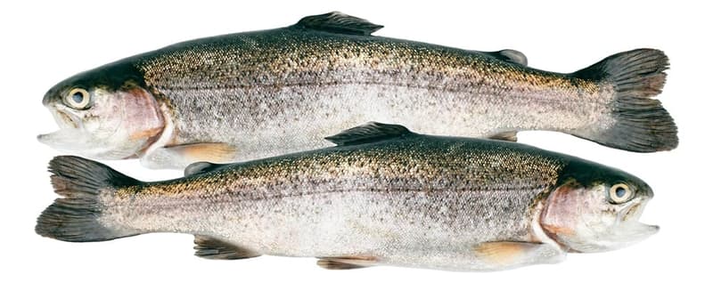 FJORU Global GAP certified fresh rainbow trout