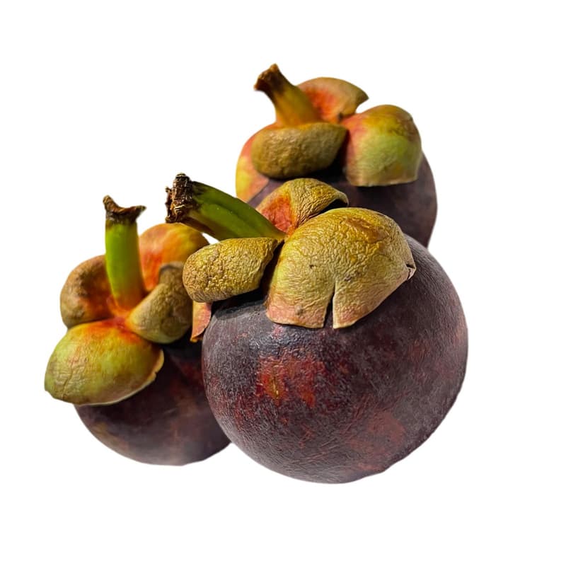 ECO Mangustan