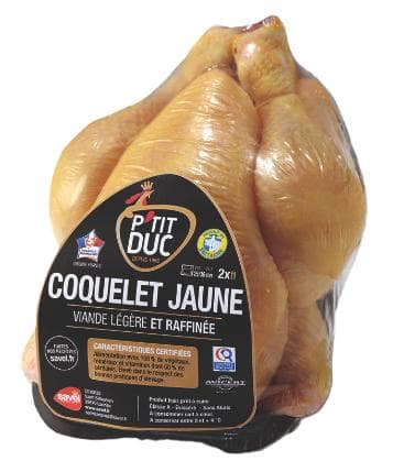 P tit Duc Puisor galben de origine Franta