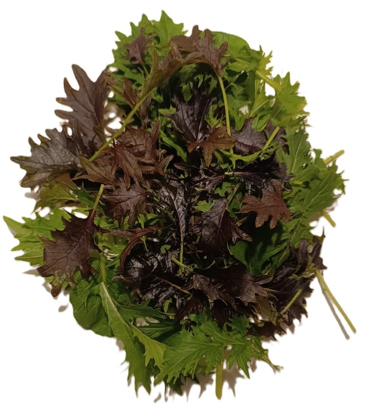 Bioferma Niculesti ECO Salata Mizuna