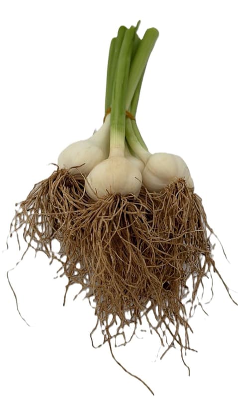 Legume Verzi Baleni Usturoi bulb proaspat legatura