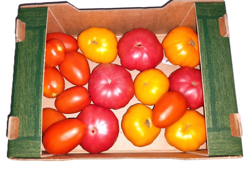 ECO Rosii dobrogene lada de 3 kg