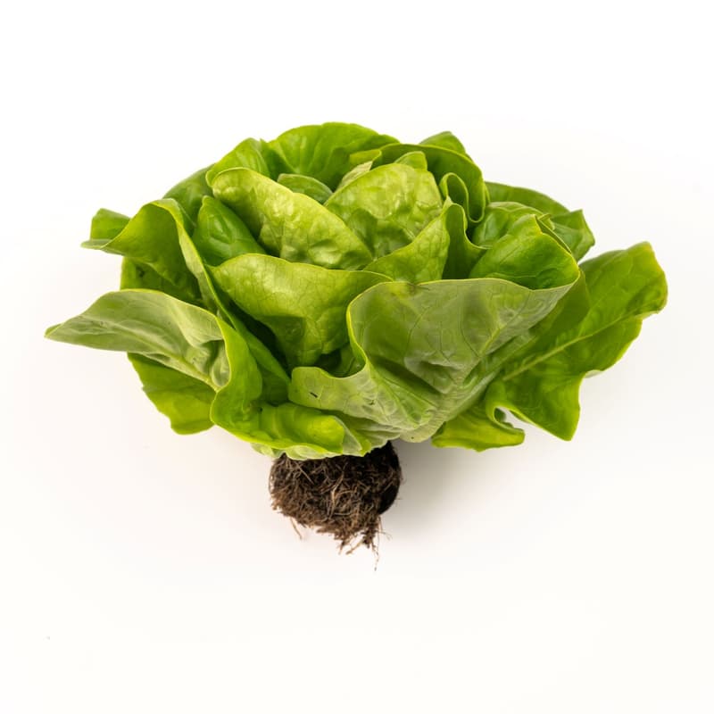 Ferma Lolita Green Lettuce with Root