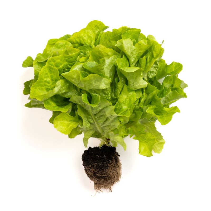 Ferma Lolita Salanova bionda cu radacina