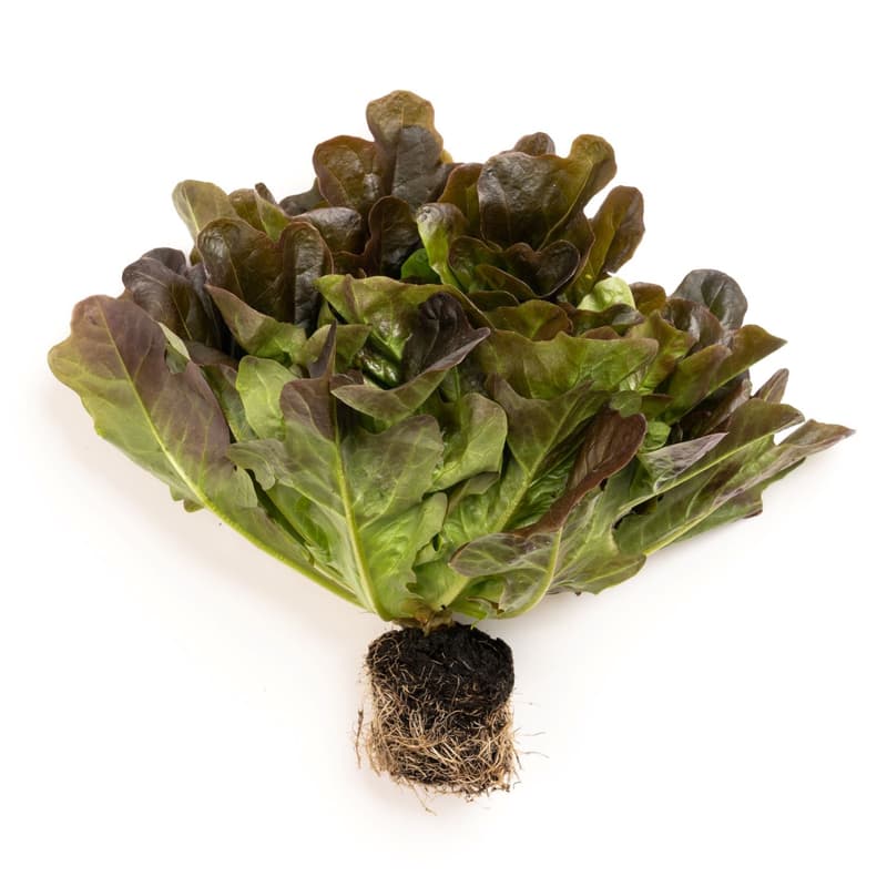 Ferma Lolita Salanova rossa cu radacina