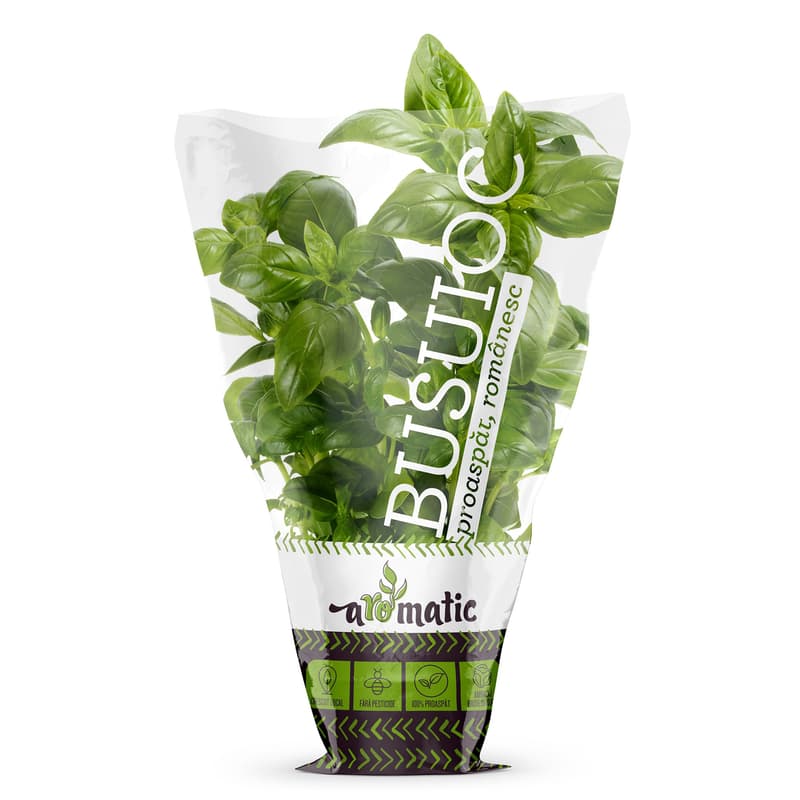 Basil in a Biodegradable pot