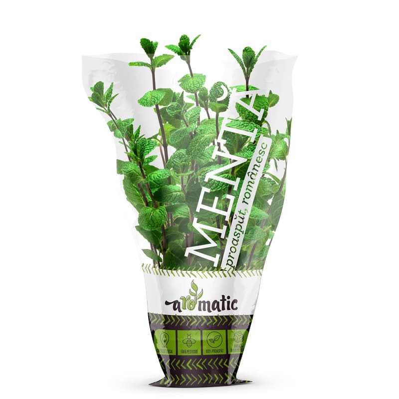 Menta in ghiveci biodegradabil