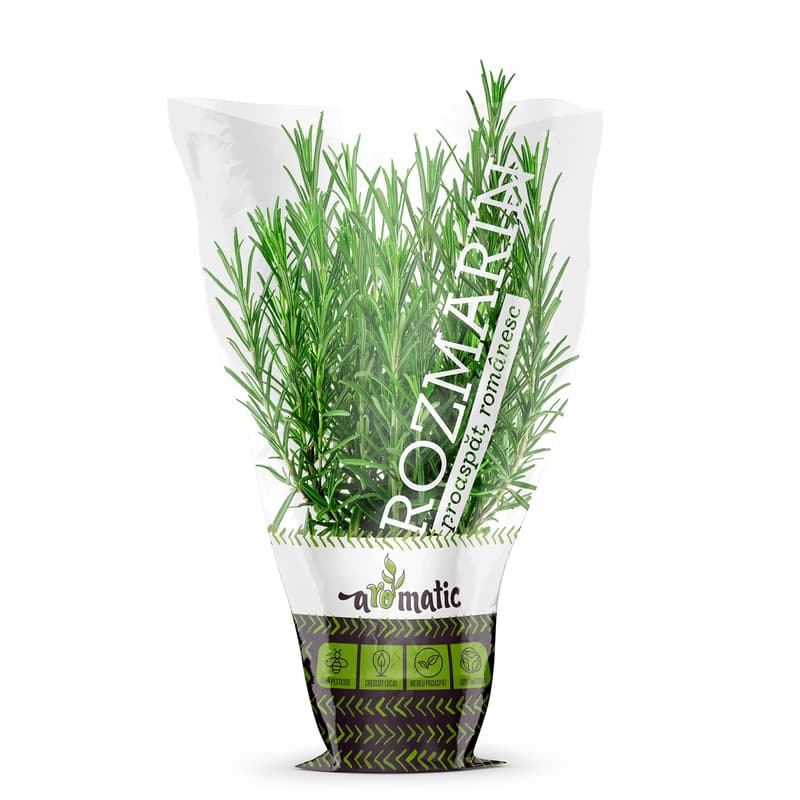 Rosemary in a Biodegradable pot