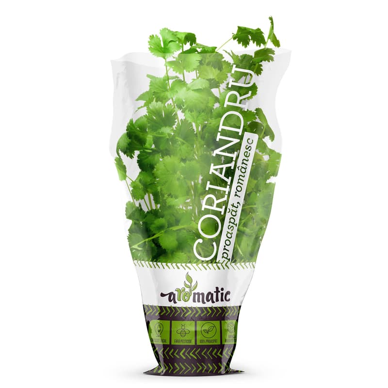 Coriander in Biodegradable pot