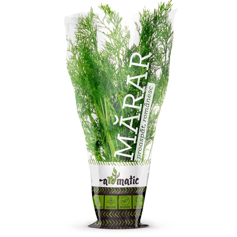 Dill in Biodegradable pot