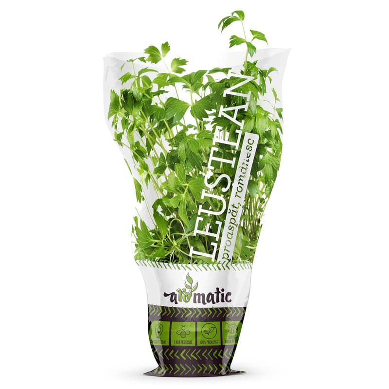 Lovage in a Biodegradable pot