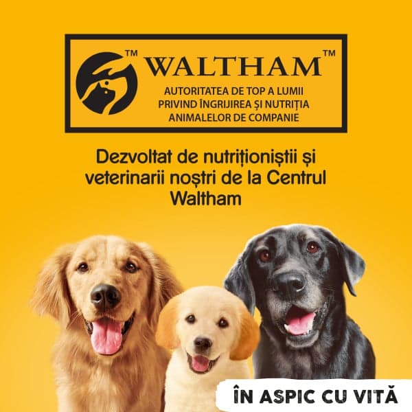 Pedigree Hrana umeda pentru caini adulti cu bucati de vita in jeleu