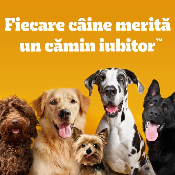 Pedigree Jumbone Batoane pentru caini de talie mica, cu aroma de vita si pasare 4 bucati